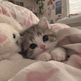 Telegram profile photo for (вп дни)Cute cats kf