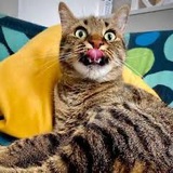 Telegram profile photo for Милые котики😻
