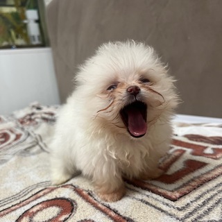 Telegram profile photo for Суглинка Эшли
