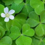 Telegram profile photo for Ireland 🇮🇪