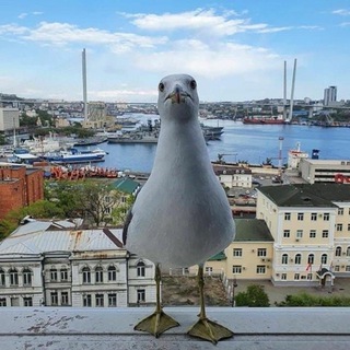 Telegram profile photo for Кирюхина Наталья