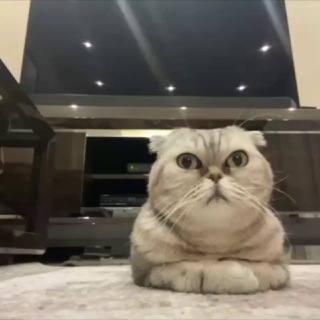 Telegram profile photo for TD NFT