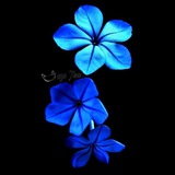 Telegram profile photo for ؏ـــــــشوآئيـــــات💙💞