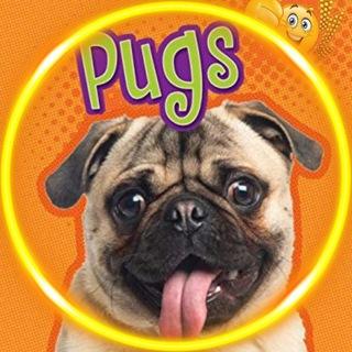 Telegram profile photo for Мопсы | Pugs 🐶