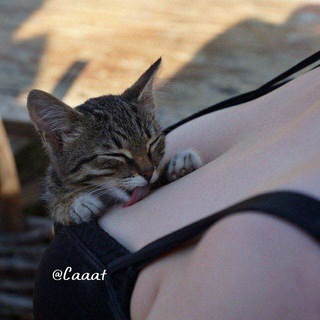 Telegram profile photo for Cat || گربه