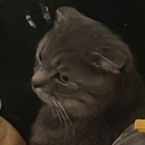 Telegram profile photo for ☠️ЭЩКЕРЕ😈