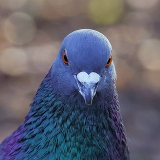 Telegram profile photo for Стой! Кто шуршит?