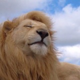 Telegram profile photo for Ауки chiji