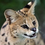 Telegram profile photo for 1077МЮСЛИ
