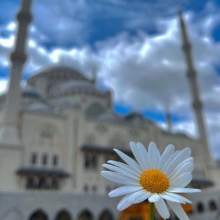 Telegram profile photo for وَلَٰكِن لِّيَطْمَئِنَّ قلبي ۖ