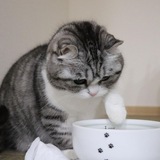 Telegram profile photo for Мир вантуза велькочайщего комару😏
