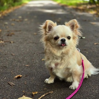 Telegram profile photo for Чихуахуа Джесси🐶🐕