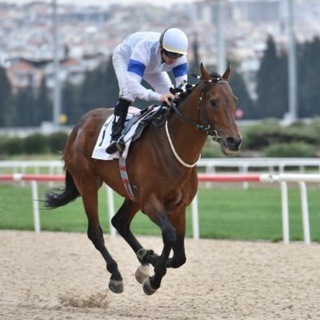 Telegram profile photo for Siyah Bayrak Ayna Amir
