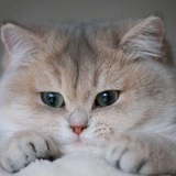 Telegram profile photo for Всё для девочек💌