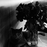 Telegram profile photo for 𝐢𝐢𝐥𝐥𝐮𝐬𝐡𝐡𝐡