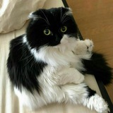 Telegram profile photo for котики