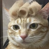 Telegram profile photo for Boss