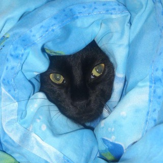 Telegram profile photo for Кошачье Одеялко