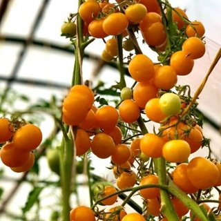 Telegram profile photo for Tomatnasalat
