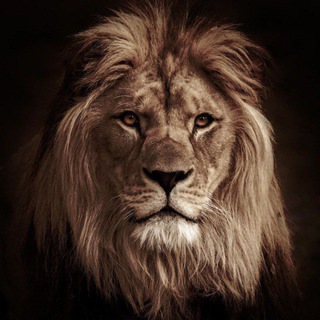 Telegram profile photo for Old