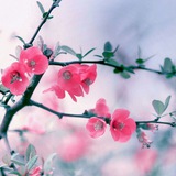 Telegram profile photo for 🌸شکوفایی🌸
