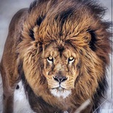 Telegram profile photo for برترین کانال طبیعت-ماهیگیری- شکار