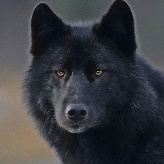 Telegram profile photo for Clã dos Lobos