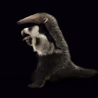 Telegram profile photo for Гольдберг