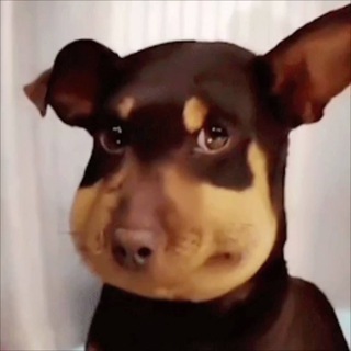 Telegram group profile photo for 蜜蜂狗社区 BeeDog