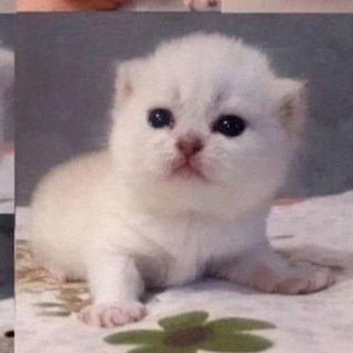 Telegram profile photo for мемы про олимпиады | кружок