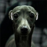 Telegram profile photo for rxv1k