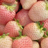 Telegram profile photo for Berry's