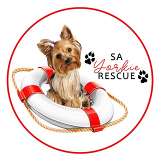 Telegram profile photo for SA Yorkie Rescue