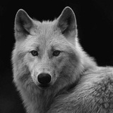 Telegram profile photo for Sirgraywolf Trade