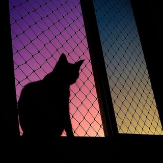 Telegram profile photo for Where are you now