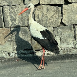 Telegram profile photo for Ես ստեղ եմ
