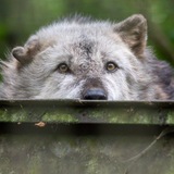 Telegram profile photo for Fernweh