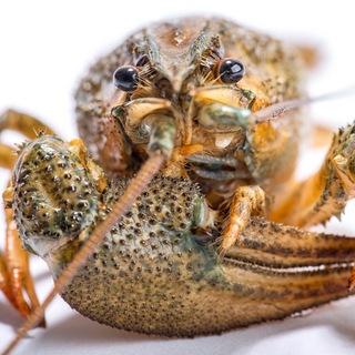 Telegram profile photo for Раки оптом 🦞 Crayfish wholesale