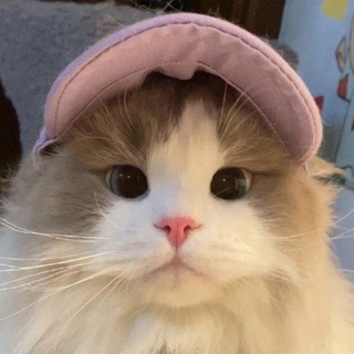 Telegram profile photo for Indictive Vouches