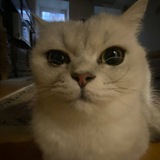 Telegram profile photo for Ящик краденных мемов