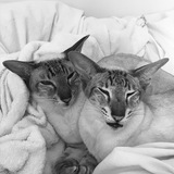 Telegram profile photo for Коты и лапы