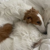 Telegram profile photo for Разводной ключ