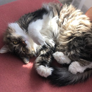 Telegram profile photo for Уравнения и котики