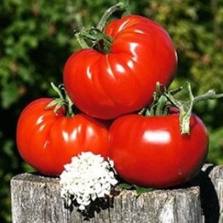 Telegram profile photo for ЭкоТомато 🍅 канал про томаты, семена, рассаду, огород, жизнь в деревне