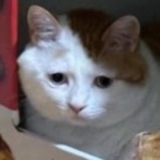 Telegram profile photo for мато щп