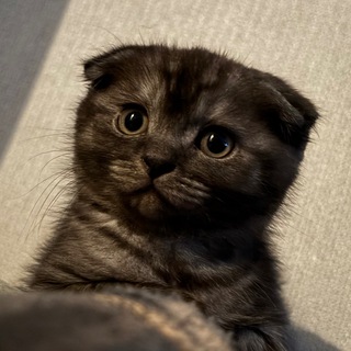 Telegram profile photo for Итоги розыгрышей