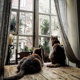 Telegram profile photo for Tidings Rome.