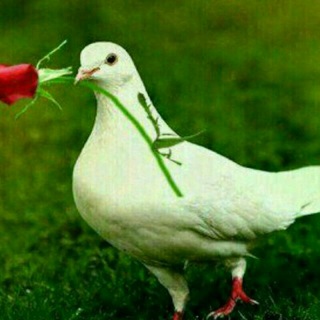 Telegram profile photo for سرای امید