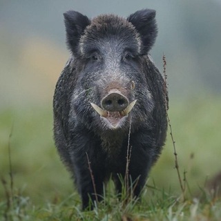 Telegram profile photo for Пан Хрюн 🎩🐷🌸