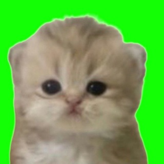 Telegram profile photo for Vip 100x`s